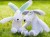 Safebreathe Hoppy & Patch Soft Toys